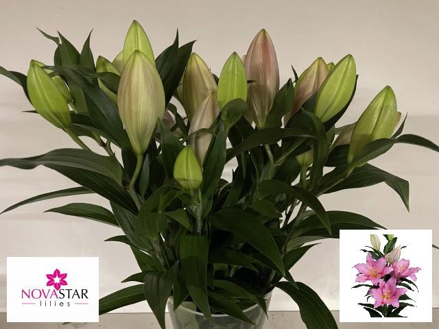 <h4>LI OR VENDOME</h4>