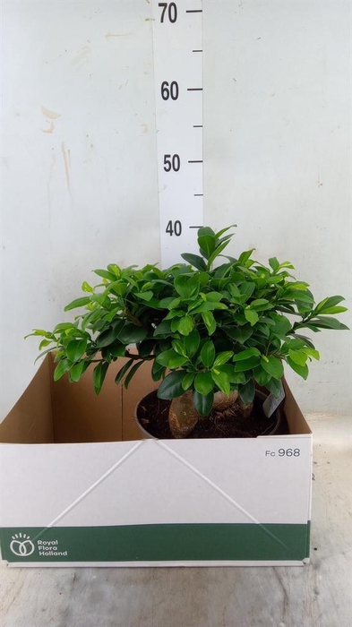 <h4>Ficus microcarpa 'Ginseng'</h4>
