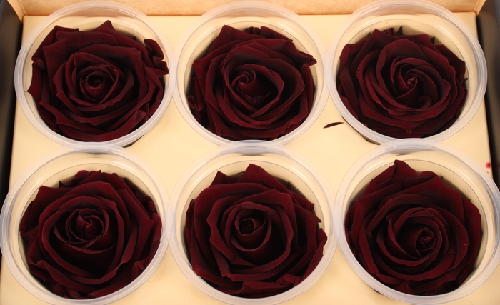 <h4>R Prs Red Wine</h4>
