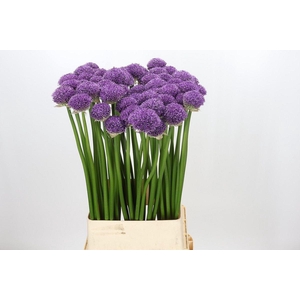 ALLIUM GLADIATOR