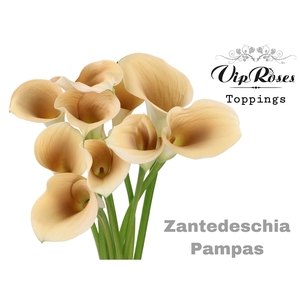 Zant Vip Pampas