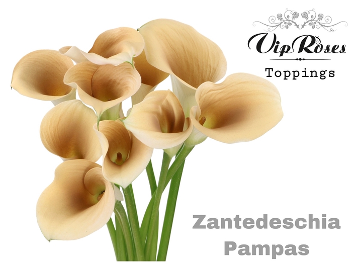 <h4>Zant Vip Pampas</h4>