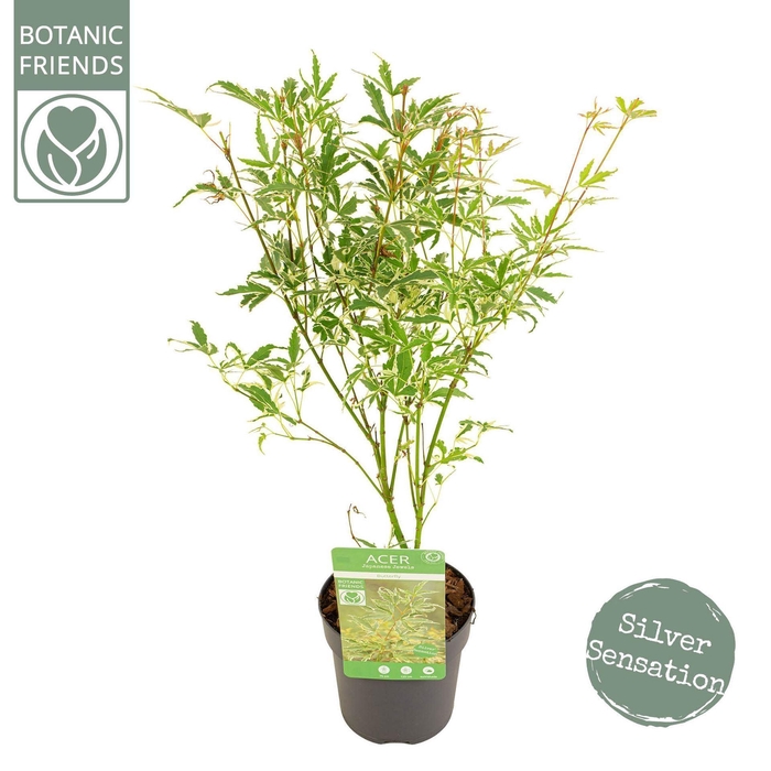 <h4>Acer palmatum Butterfly</h4>