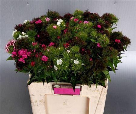 <h4>Di Barb Gem</h4>