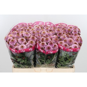 Chr San Aaa Doria Pi