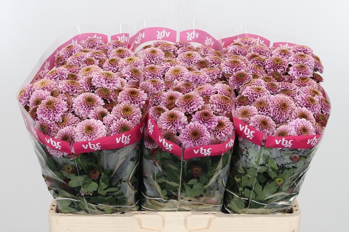 <h4>Chr San Aaa Doria Pi</h4>