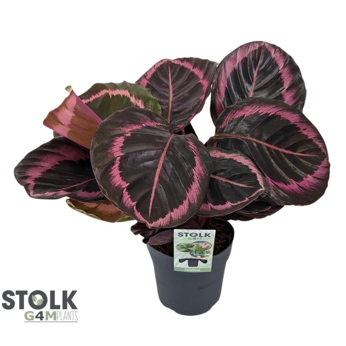<h4>Calathea 14cm 'Prinses Jessy'</h4>