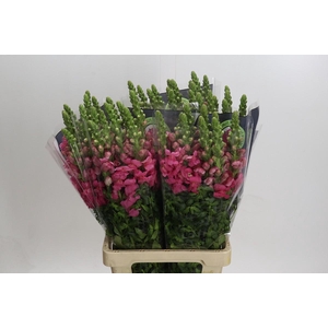 Antirrhinum Potomac Cherry Pink