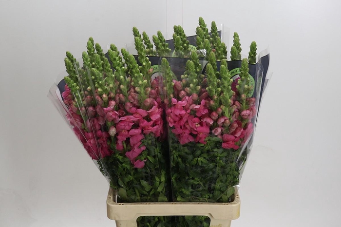 <h4>Antirrhinum Potomac Cherry Pink</h4>