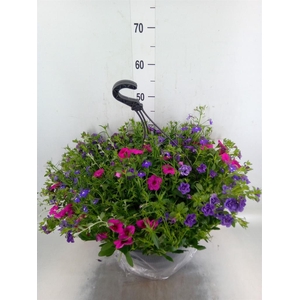 Hanging baskets