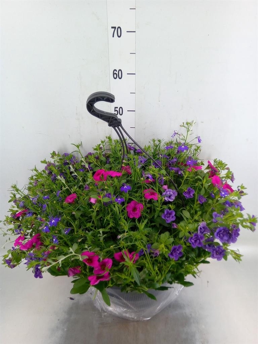 <h4>Hanging baskets</h4>