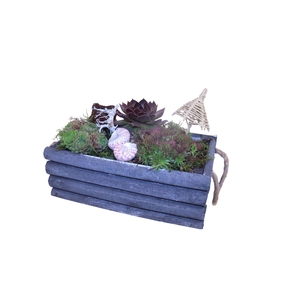 Arr.  Sempervivum L%