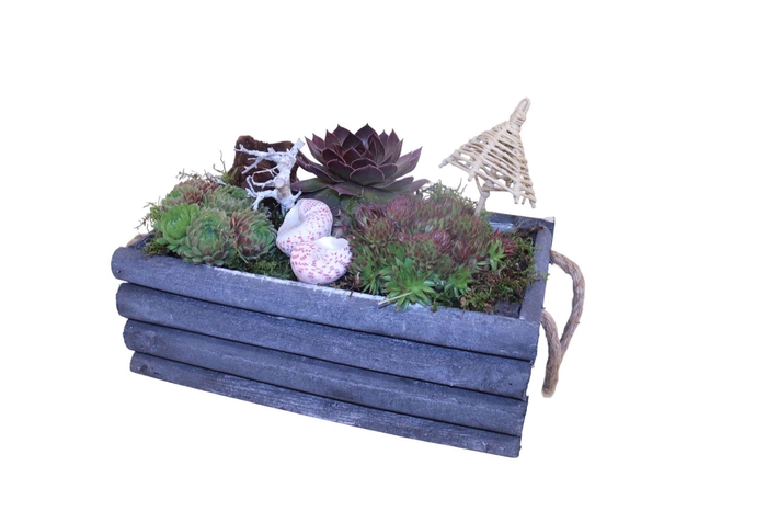 <h4>Arr. Sempervivum L%</h4>