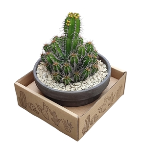 EUPHORBIA FRUTICOSA - TERRACOTTA BOWL Ø 15 - IN CARDBOARD BOX 15X15 CM (SUCCULENTEN)