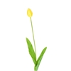 Tulipa 66cm