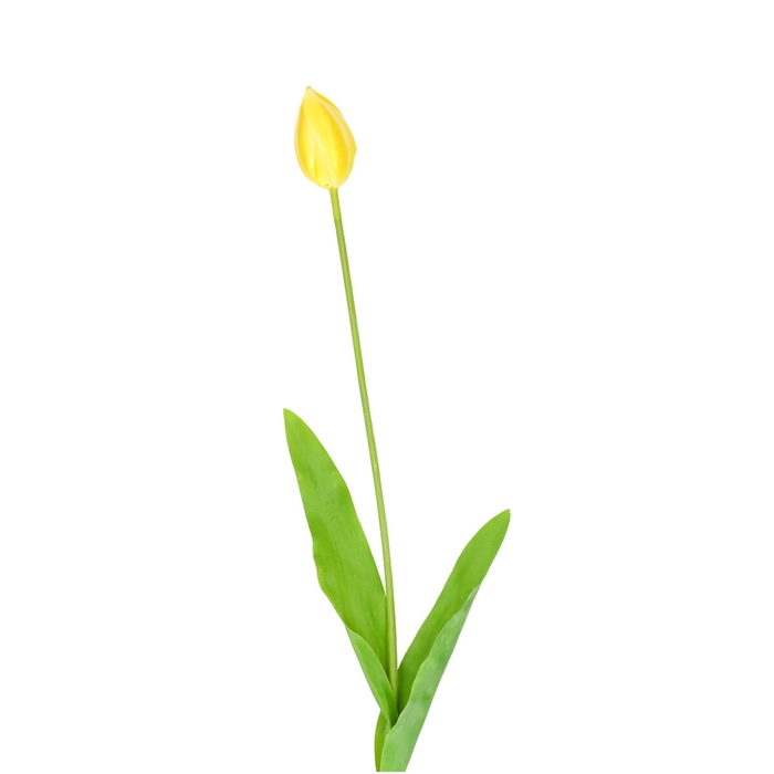 <h4>Tulipa 66cm</h4>