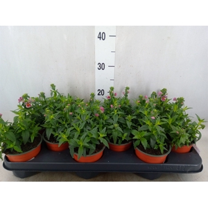 Nemesia   ...