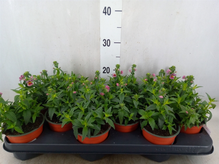 <h4>Nemesia   ...</h4>