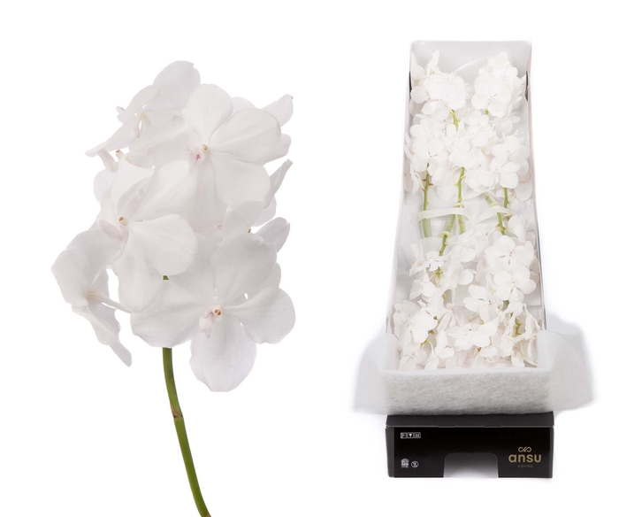 <h4>Vanda 12 tak Diamond White</h4>