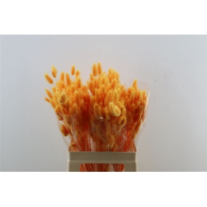 Lagurus Orange 50 Gram