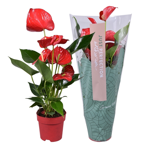 <h4>Anthurium Minnesota "Just Perfection"XL Flowers</h4>