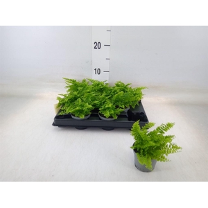 Nephrolepis exal.   ...