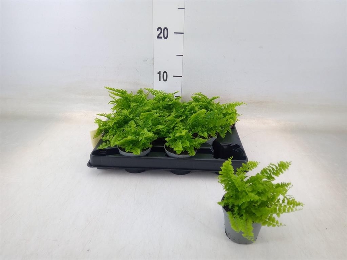 <h4>Nephrolepis exal.   ...</h4>