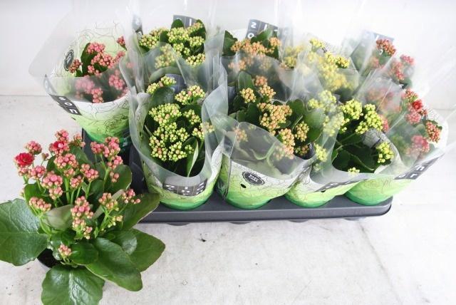 <h4>KAL GE GEM 5 KL</h4>