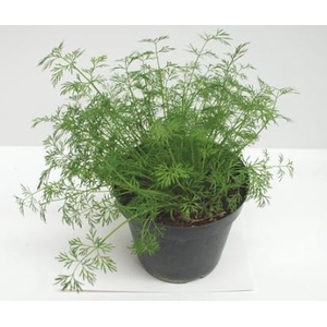 Foeniculum vulgare overig