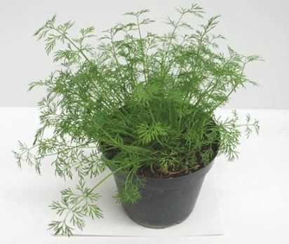 <h4>Foeniculum vulgare overig</h4>
