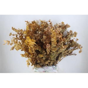 Pres Euca Stuartiana Yellow Bunch