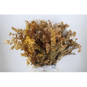 Pres Euca Stuartiana Yellow Bunch