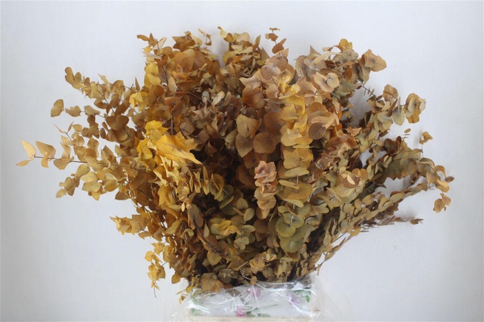 <h4>Pres Euca Stuartiana Yellow Bunch</h4>