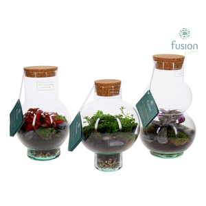Green Bottle XSmall glas mix met Terrarium arrangement