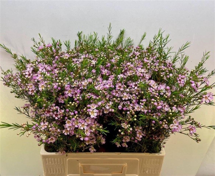 <h4>CHAME UN EARLY NIR</h4>