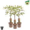 Bomen Ficus carica Little Miss Figg