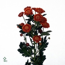 11525: Soft sculpture arrangement