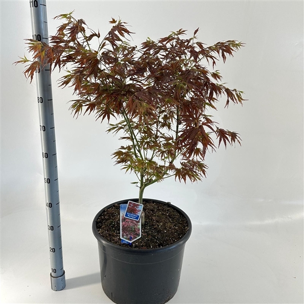 <h4>Acer pal. 'Red Pygmy'</h4>