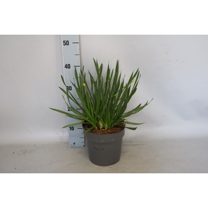 vaste planten 19 cm  Allium Millenium