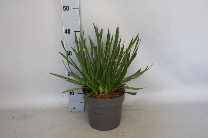<h4>vaste planten 19 cm  Allium Millenium</h4>