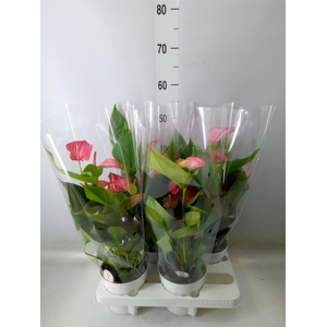 Anthurium andr. 'Livium Red'