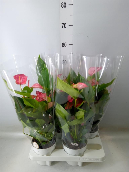 <h4>Anthurium andr. 'Livium Red'</h4>