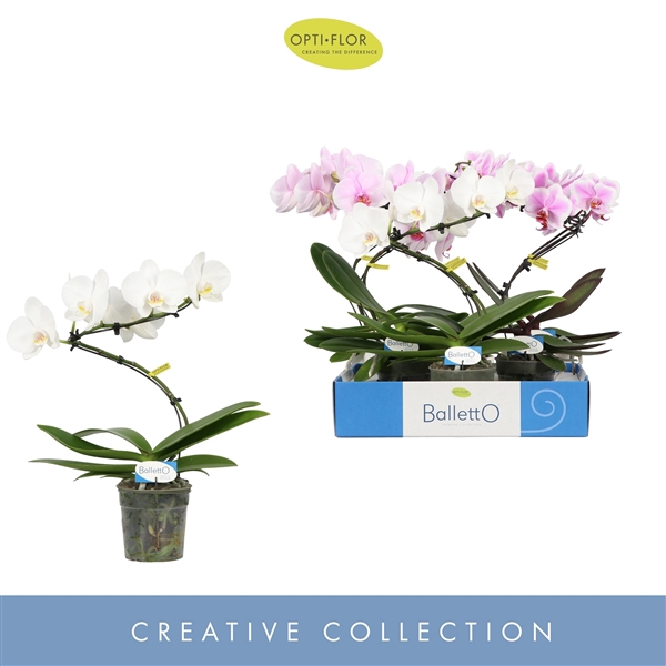 <h4>Balletto Mix 1 spike</h4>
