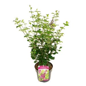 Syringa 'Bloomerang Dark Purple' ®