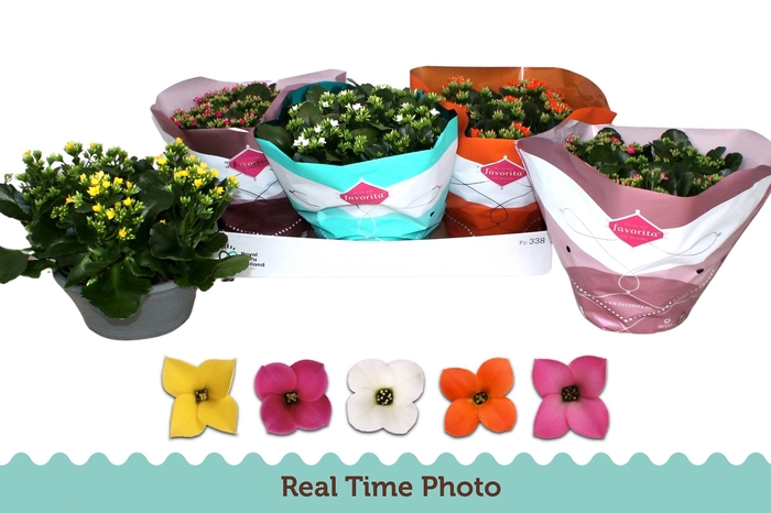 <h4>KAL EN GEM 5 KL</h4>