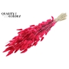 Lagurus per bunch Cerise