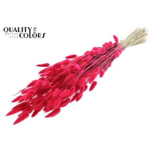 Lagurus per bunch Cerise