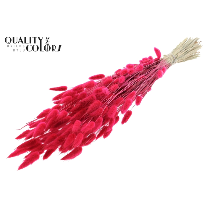 <h4>Lagurus per bunch Cerise</h4>