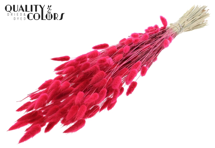 Lagurus per bunch Cerise