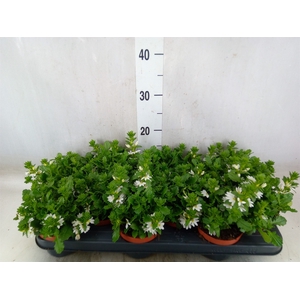 Scaevola  'Whirlwind White'